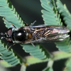 Melangyna viridiceps (Hover fly) at Aranda Bushland - 11 Sep 2019 by Harrisi