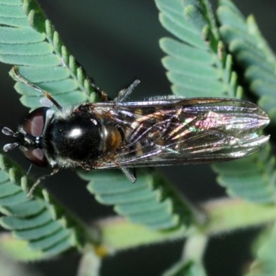 Melangyna viridiceps (Hover fly) at Dunlop, ACT - 11 Sep 2019 by Harrisi