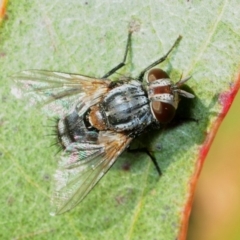 Cuphocera sp. (genus) (A bristle fly) at Dunlop, ACT - 2 Sep 2019 by Harrisi