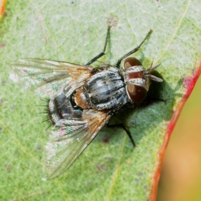 Cuphocera sp. (genus) (A bristle fly) at Dunlop, ACT - 2 Sep 2019 by Harrisi