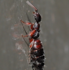 Thynninae (subfamily) (Smooth flower wasp) at Acton, ACT - 13 Sep 2019 by TimL