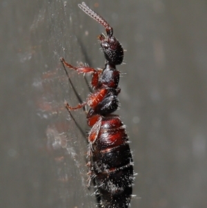 Thynninae (subfamily) at Acton, ACT - 13 Sep 2019