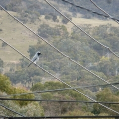 Coracina novaehollandiae (Black-faced Cuckooshrike) at Wanniassa, ACT - 15 Sep 2019 by jksmits