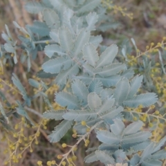 Acacia baileyana (Cootamundra Wattle, Golden Mimosa) at Old Tuggeranong TSR - 6 Jul 2014 by MichaelBedingfield
