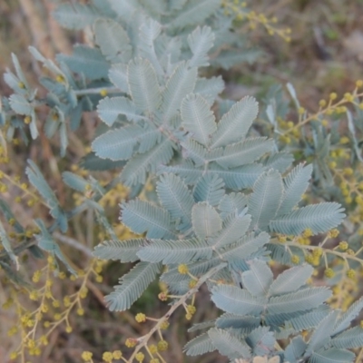 Acacia baileyana (Cootamundra Wattle, Golden Mimosa) at Old Tuggeranong TSR - 6 Jul 2014 by michaelb