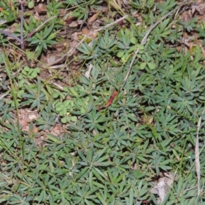 Astroloma humifusum at Tennent, ACT - 8 Jul 2014