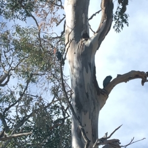 Callocephalon fimbriatum at Hughes, ACT - suppressed