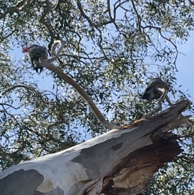 Callocephalon fimbriatum (Gang-gang Cockatoo) at GG48 - 14 Sep 2019 by KL