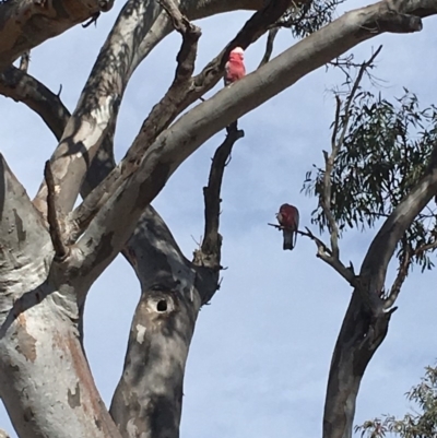 Eolophus roseicapilla (Galah) at Deakin, ACT - 14 Sep 2019 by KL