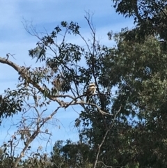 Dacelo novaeguineae (Laughing Kookaburra) at Deakin, ACT - 14 Sep 2019 by KL