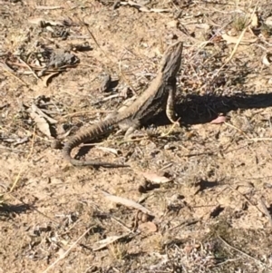 Pogona barbata at Deakin, ACT - suppressed