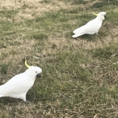 Cacatua galerita (Sulphur-crested Cockatoo) at Acton, ACT - 7 Sep 2019 by samaakalsia