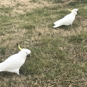 Cacatua galerita at Acton, ACT - 7 Sep 2019