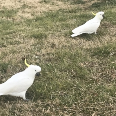 Cacatua galerita (Sulphur-crested Cockatoo) at Sullivans Creek, Acton - 6 Sep 2019 by samaakalsia