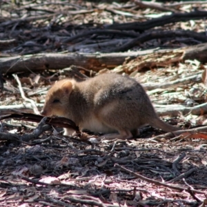 Bettongia gaimardi at Amaroo, ACT - 15 Sep 2019 10:10 AM