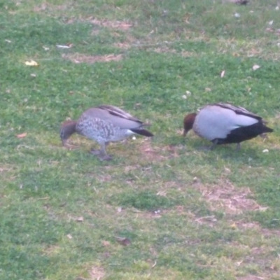 Chenonetta jubata (Australian Wood Duck) at ANU Dickson Precinct - 7 Sep 2019 by EcoRoh