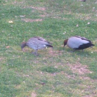 Chenonetta jubata (Australian Wood Duck) at Australian National University - 7 Sep 2019 by EcoRoh