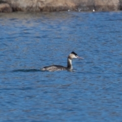 Podiceps cristatus (Great Crested Grebe) at Buckenderra, NSW - 14 Sep 2019 by rawshorty