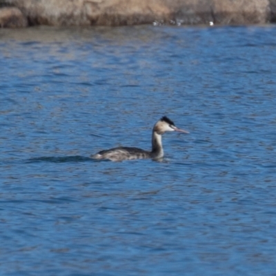 Podiceps cristatus (Great Crested Grebe) at Buckenderra, NSW - 14 Sep 2019 by rawshorty