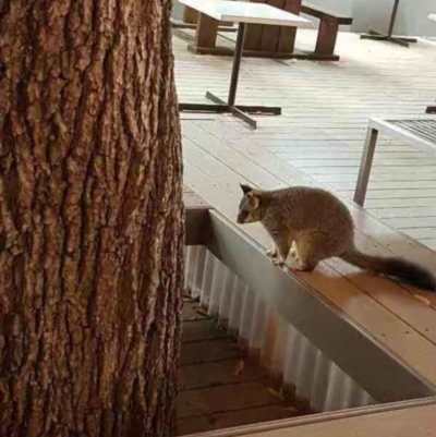 Trichosurus vulpecula (Common Brushtail Possum) at Australian National University - 9 May 2018 by rolex