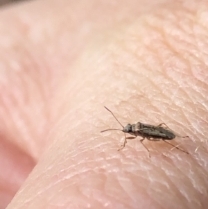 Nysius vinitor at Aranda, ACT - 15 Sep 2019 02:32 PM