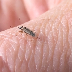 Nysius vinitor at Aranda, ACT - 15 Sep 2019 02:32 PM