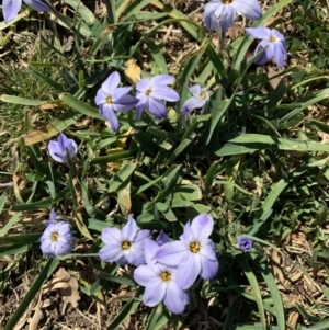 Ipheion uniflorum at Canberra, ACT - 13 Sep 2019