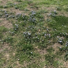 Ipheion uniflorum at Canberra, ACT - 13 Sep 2019