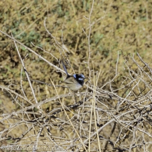 Malurus cyaneus at Tennent, ACT - 8 Sep 2019 08:04 AM