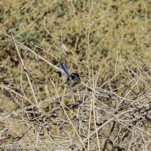 Malurus cyaneus at Tennent, ACT - 8 Sep 2019 08:04 AM