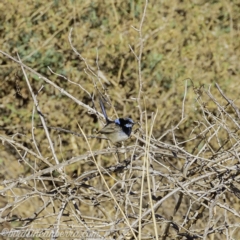 Malurus cyaneus at Tennent, ACT - 8 Sep 2019 08:04 AM