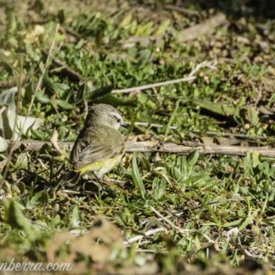 Acanthiza chrysorrhoa (Yellow-rumped Thornbill) at Tennent, ACT - 7 Sep 2019 by BIrdsinCanberra