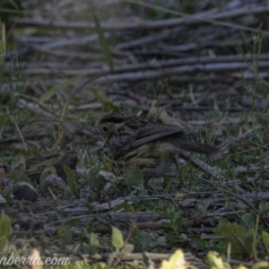 Pyrrholaemus sagittatus at Tennent, ACT - 8 Sep 2019 08:19 AM