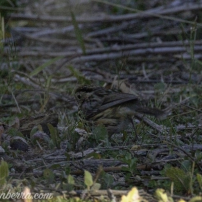 Pyrrholaemus sagittatus (Speckled Warbler) at Tennent, ACT - 7 Sep 2019 by BIrdsinCanberra