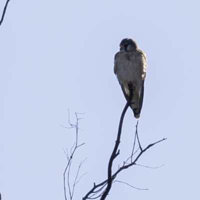 Falco cenchroides (Nankeen Kestrel) at Tennent, ACT - 8 Sep 2019 by JonSteinbeck