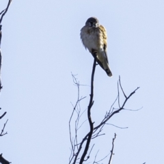 Falco cenchroides at Tennent, ACT - 8 Sep 2019 08:30 AM