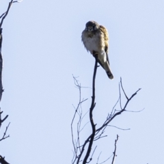 Falco cenchroides at Tennent, ACT - 8 Sep 2019 08:30 AM