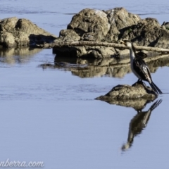 Microcarbo melanoleucos (Little Pied Cormorant) at Tennent, ACT - 8 Sep 2019 by BIrdsinCanberra