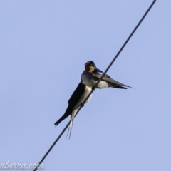 Hirundo neoxena (Welcome Swallow) at Tharwa, ACT - 7 Sep 2019 by BIrdsinCanberra