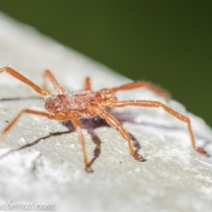 Erythraeidae (family) at Hughes, ACT - 8 Sep 2019 11:45 AM