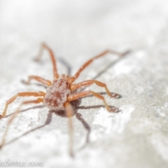 Erythraeidae (family) at Hughes, ACT - 8 Sep 2019