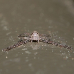 Tmarus marmoreus (Marbled crab spider) at Acton, ACT - 13 Sep 2019 by TimL