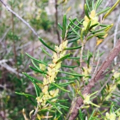 Bertya rosmarinifolia (Rosemary Bertya) at Stromlo, ACT - 14 Sep 2019 by RWPurdie