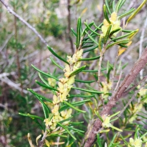 Bertya rosmarinifolia at Stromlo, ACT - 15 Sep 2019