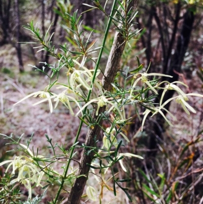 Clematis leptophylla (Small-leaf Clematis, Old Man's Beard) at Stromlo, ACT - 14 Sep 2019 by RWPurdie