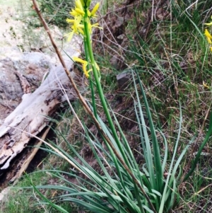 Bulbine glauca at Stromlo, ACT - 15 Sep 2019 12:00 AM