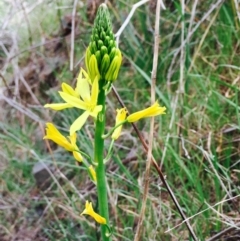 Bulbine glauca at Stromlo, ACT - 15 Sep 2019 12:00 AM