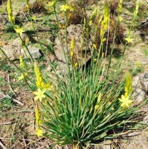 Bulbine glauca at Stromlo, ACT - 15 Sep 2019 12:00 AM