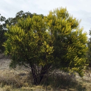 Acacia rubida at Stromlo, ACT - 15 Sep 2019 12:00 AM