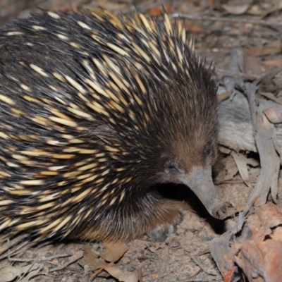 Tachyglossus aculeatus (Short-beaked Echidna) at ANBG - 10 Sep 2019 by TimL